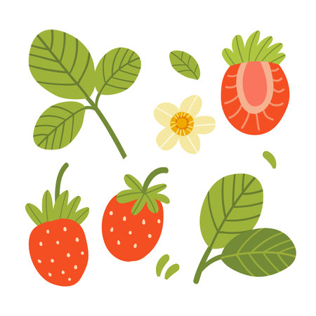 Vector illustration of a set of ripe strawberries, pieces. fruit slices and leaves. Fruit illustration in flat style isolated on white background.のイラスト素材