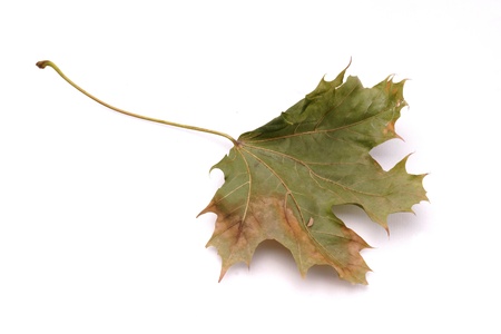 Autumn