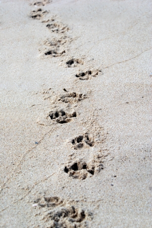 Pawprintの写真素材