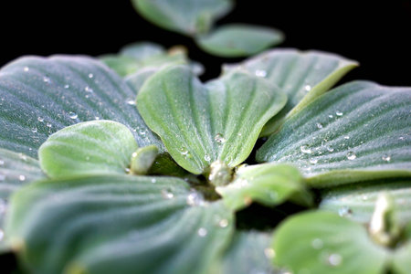 Drops of Dew