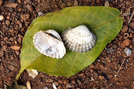 Dirty Shells