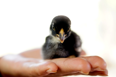 Holding a Chickの写真素材