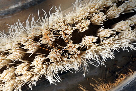 Old Brush Closeup