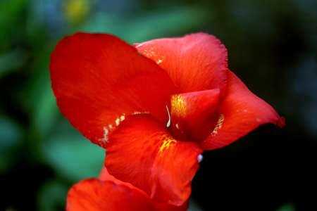 Tropical Flowerの写真素材
