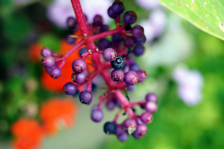 Berryの写真素材