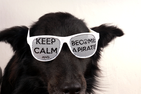 Black dogの写真素材