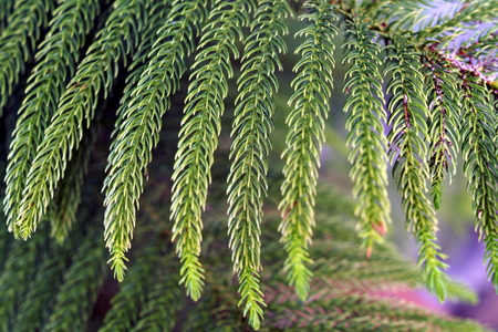 Green Pine