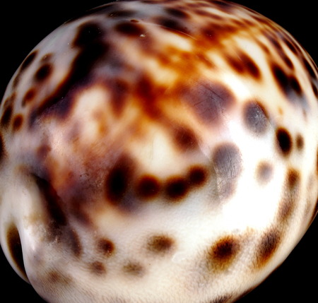 Studio shot of a Mediterranean sea shell