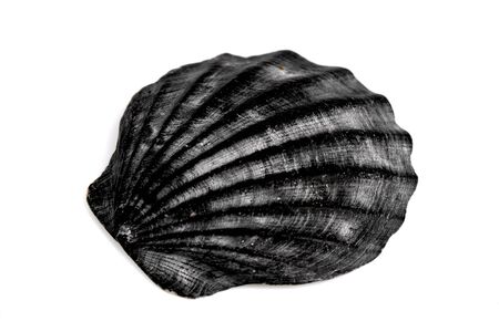 Studio shot of a Mediterranean sea shell