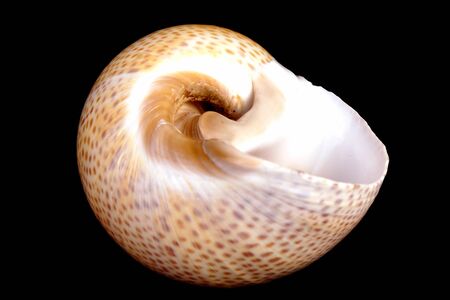 Studio shot of a Mediterranean sea shell
