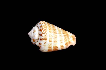 Studio shot of a Mediterranean sea shellの写真素材