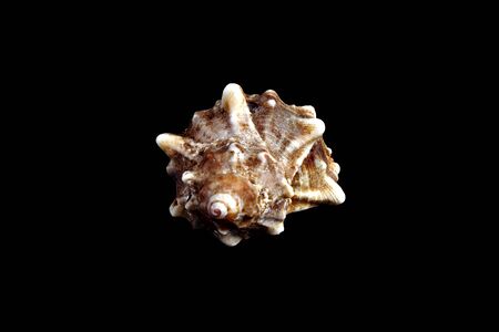 Studio shot of a Mediterranean sea shell