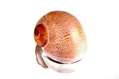 Studio shot of a Mediterranean sea shellの写真素材
