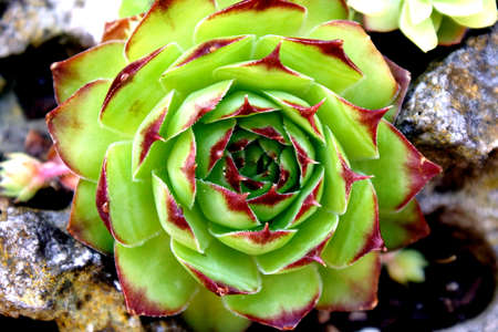 Close up of a small cactus plantの写真素材