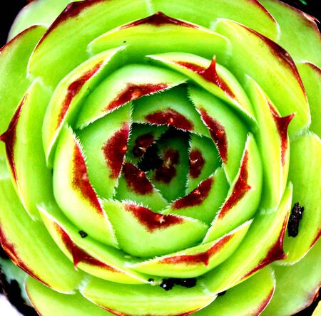 Close up of a small cactus plantの写真素材