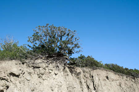 A lonely bushの写真素材