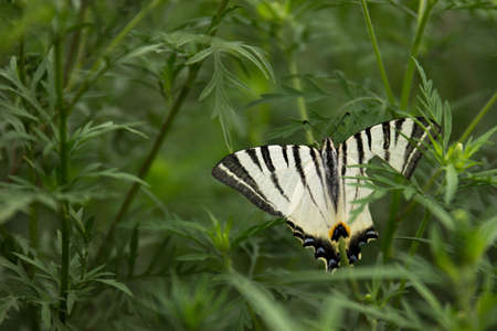 Butterfly with a broken wingの写真素材