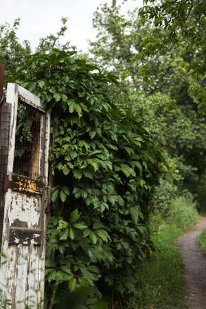 Very old door with pathway and natureの写真素材