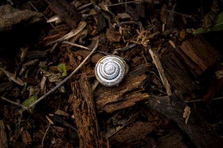 Brilliant white snail on burnt pieces of woodの写真素材