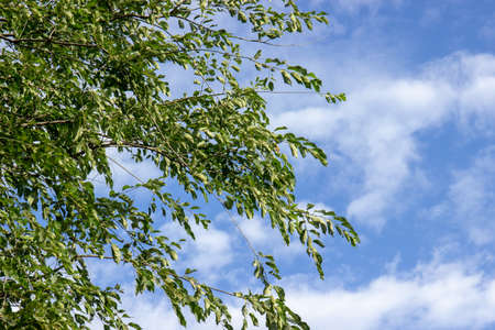 A tree, green leaves plant , blue sky , white clouds.の写真素材