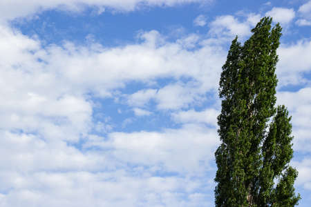 Big tree, wind, blue sky , white clound.の写真素材