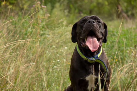Cute Puppy Cane Corso Italiano in nature is sitting and smilingの写真素材