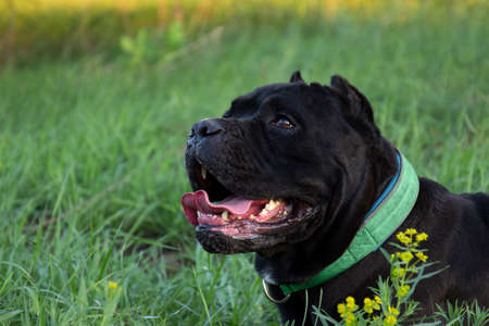 Male black purebreeded cane corso with cropped ears lying in grassの写真素材