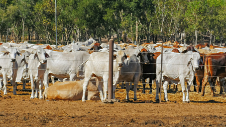 close up of herds of australian brahman beef cattle being held at a cattle yard before being exported to indonesia or asiaの写真素材