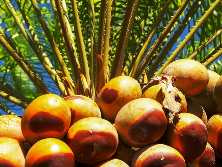 a close up of a fruiting cycad, cycas armstrongii, in litchfieldの写真素材