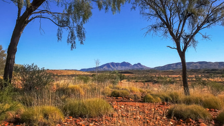 mount sonder in the west macdonnell ranges near alice springs framed by treesの写真素材