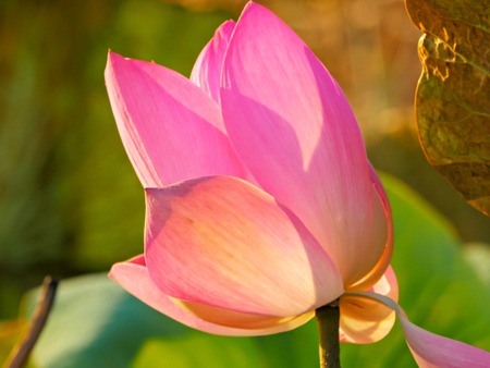 a close up of the pretty pink flowers of a partly open lotus lily growing in the ntの写真素材