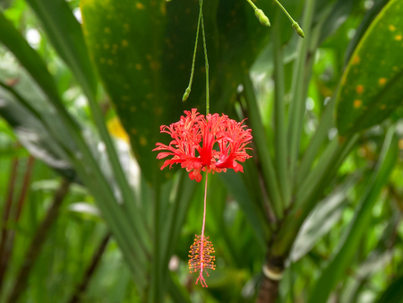 close up of a red coral hibiscus tropical flower in a garden on mauiの写真素材