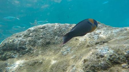 close up of a saddle wrasse and a school of silver fish at honolua bay