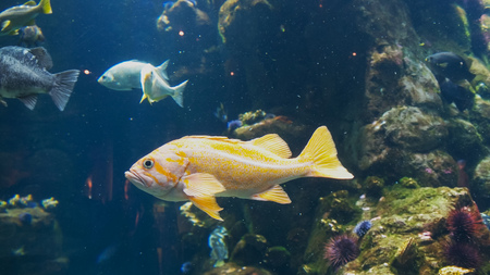 close up of a canary rockfish in a large aquariumの写真素材