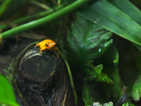 strawberry poison dart frog on a rain forest tree