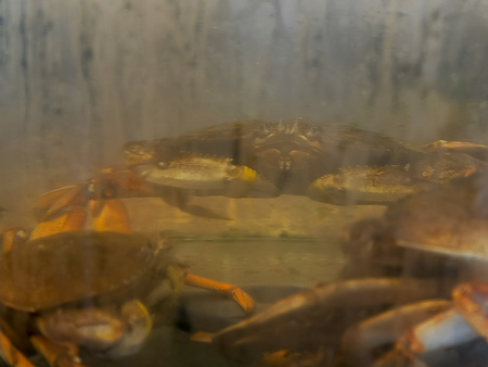 a tank of live dungeness crabsの写真素材