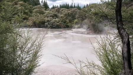 boiling mud pool framed by bushes at rotorua nzの写真素材