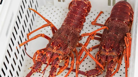 placing southern rock lobster into a white crateの写真素材