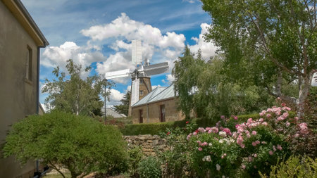 OATLANDS, TASMANIA, AUSTRALIA- DECEMBER 15, 2015: a working windmill at oatlands with rose bushes in the foregroundのeditorial素材