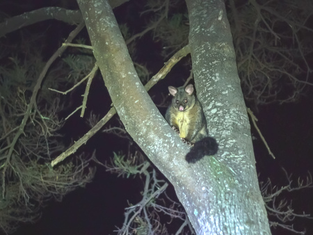 australian brush-tailed possum in a tree at tasmaniaの写真素材