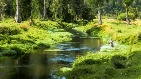 fly fishing  a lush spring creek in new zealandの写真素材