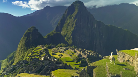 llamas sitting on a terrace at machu picchuの写真素材