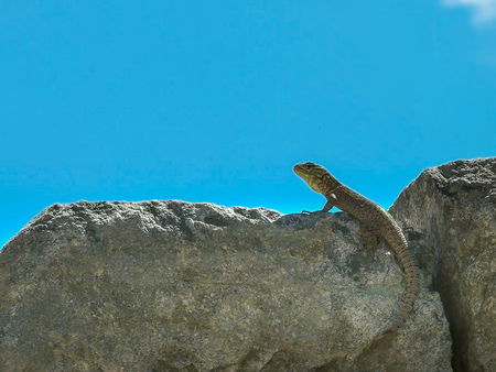 close up of a lizard on a stone wall at machu picchu