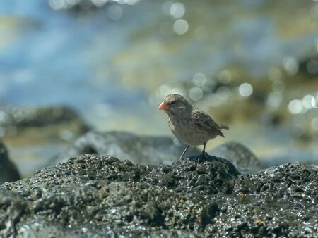 medium ground finch on isla santa cruz the galalagos islands