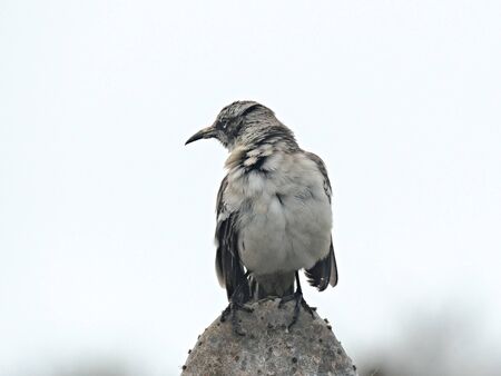 preening mockingbird on isla genovesa in the galapagos