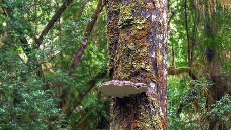 bracket lichen growing on a rain forest tree at the gordon