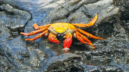 sally lightfoot crab on isla santiago in the galapagos