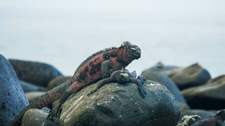 two marine iguanas on a rock at isla espanola in the galapagosの写真素材