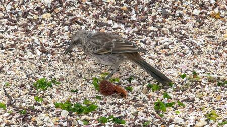mockingbird searching for food on isla espanola in the galapagos