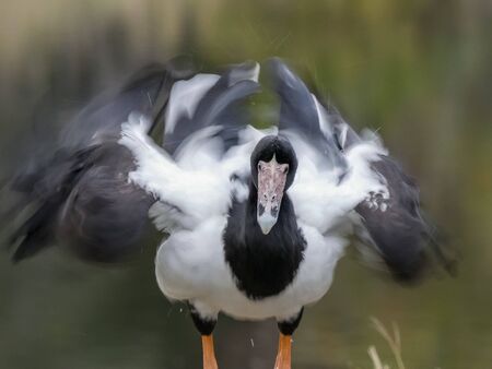 long exposure front view of a magpie goose preening at a wetland